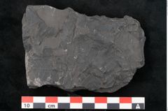Foto (Detailansicht) von Callipteris sp.  (NHMW-GEO-2024-0188-10912)